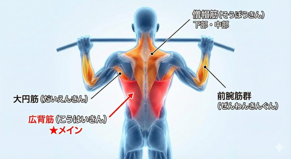 懸垂で鍛えられる場所 説明画像