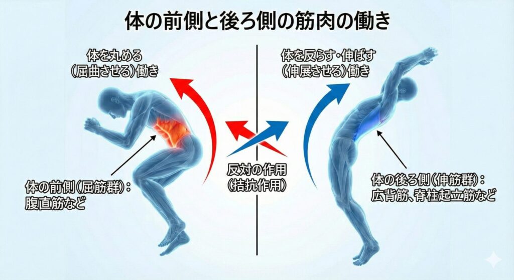 筋肉の前後相反する作用 説明画像