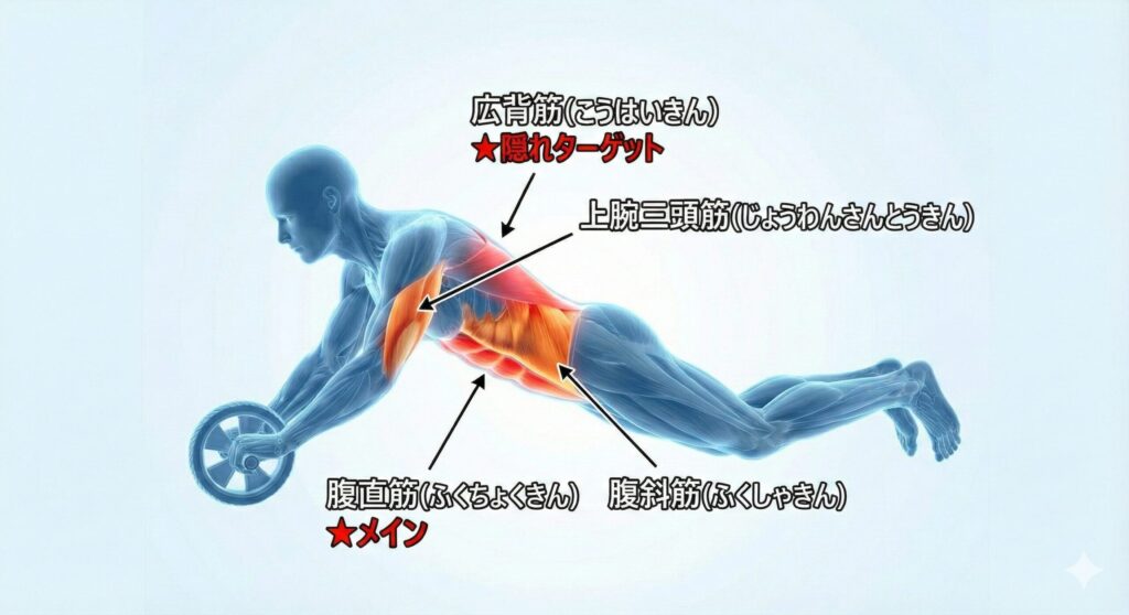 アブローラー 鍛えられる場所 説明画像